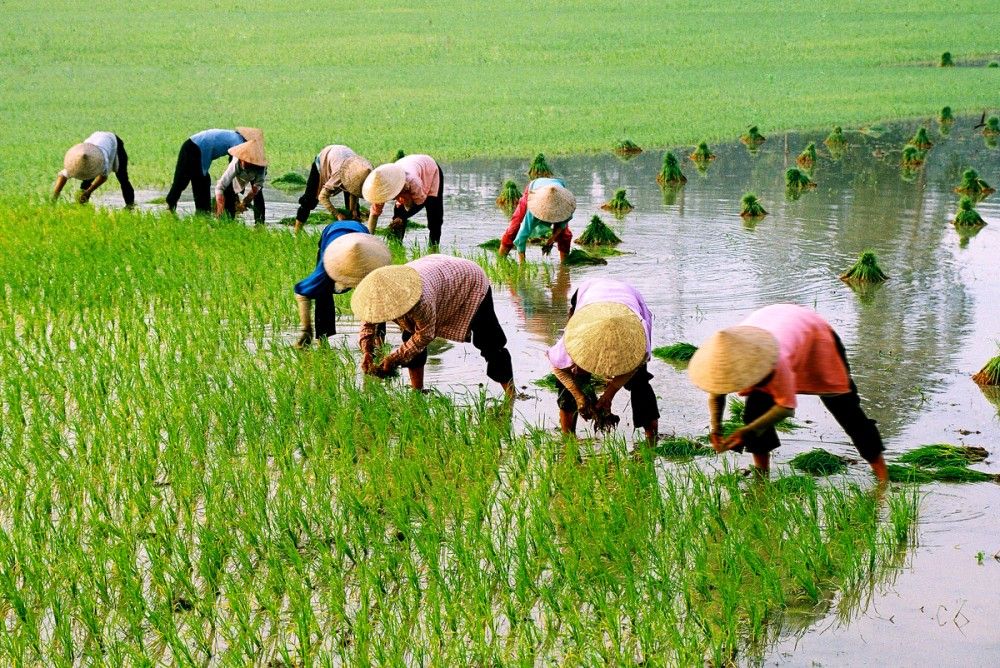 MS Groups Agriculture Marketplace and Farming Solutions