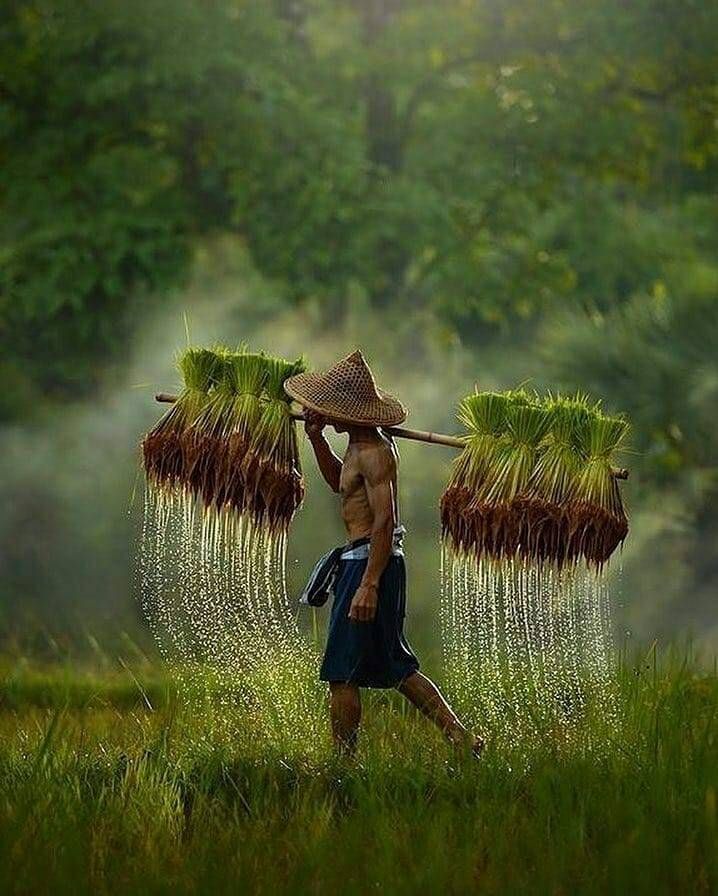 MS Groups Sustainable Agriculture Division